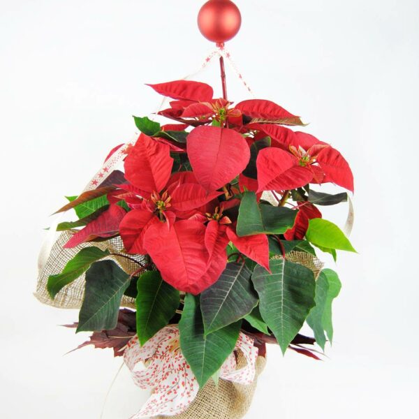 Ponsetia red senses 1 -Originalflor