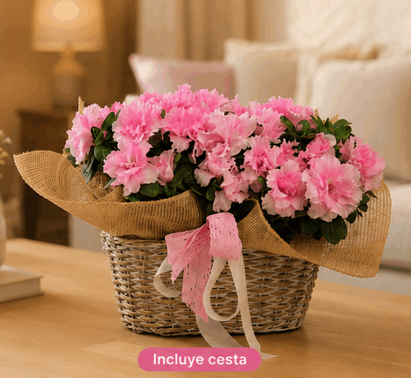 Azaleas en cesta