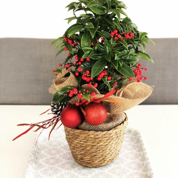 Ardisia Luxe - Planta con bolitas rojas de navidad
