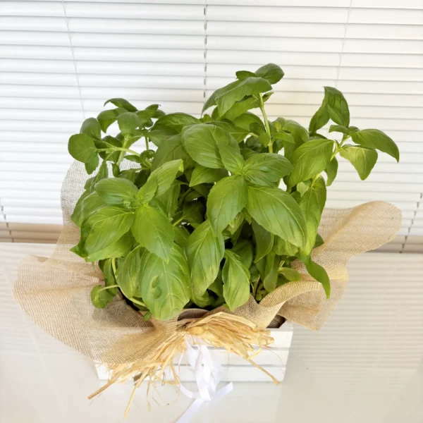 Albahaca para decorar