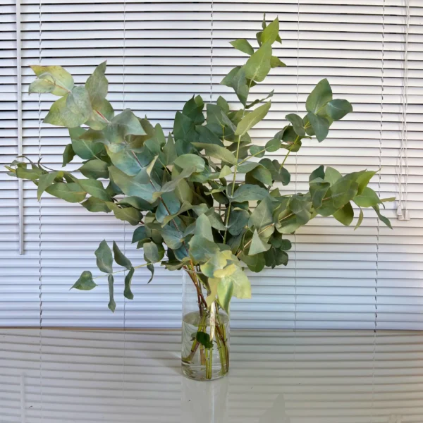 Decora con Eucalipto Cinerea fresco