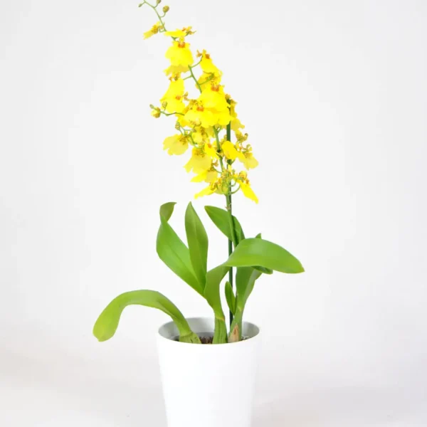 Decora con Oncidium exótico - Orquidea amarilla
