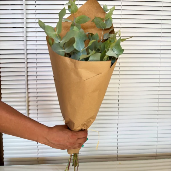 Eucalipto Cinerea fresco pra decoración