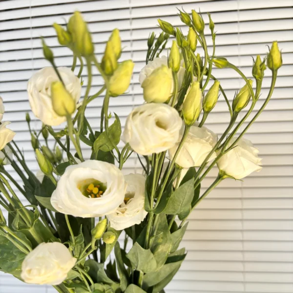 Lisiantums blanco para decorar