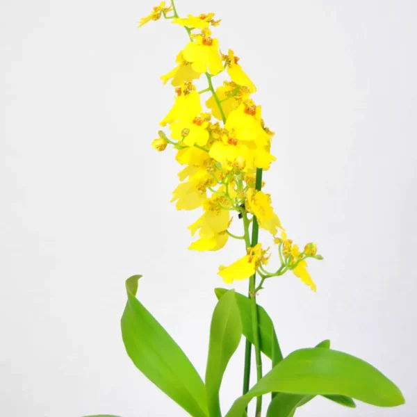 Orquídea amarilla para decorar