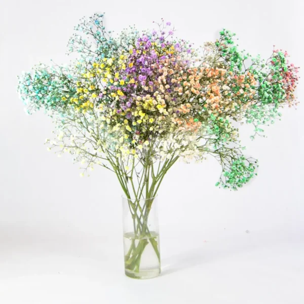 Paniculata de colores