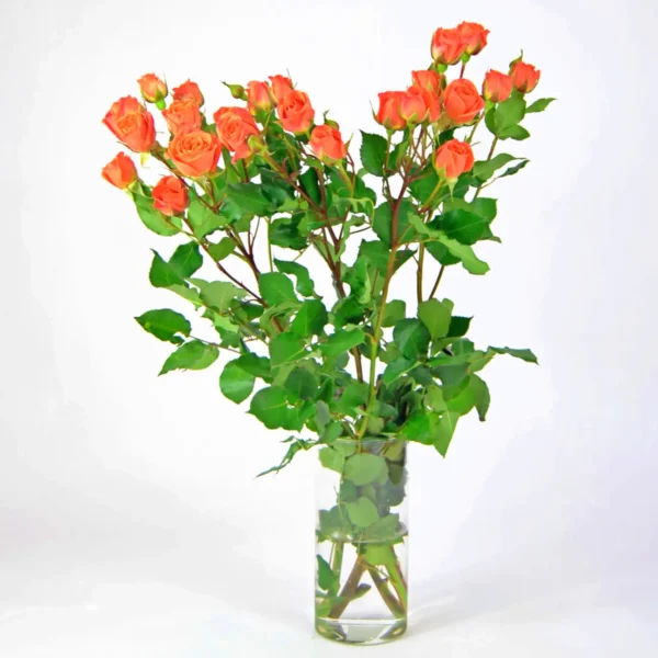 Rosas Pitiminí naranjas