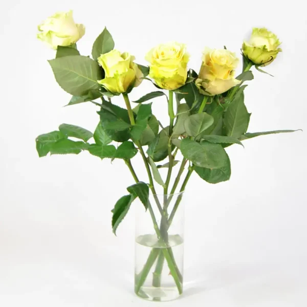 Rosas blancas frescas