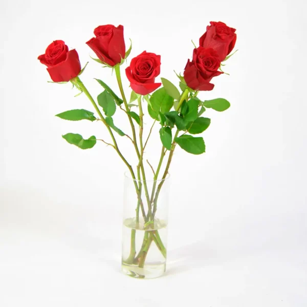 Rosas rojas frescas para decorar