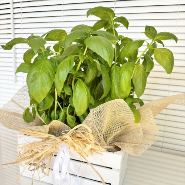 albahaca con jardinera