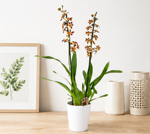 orquídea cambria para decorar