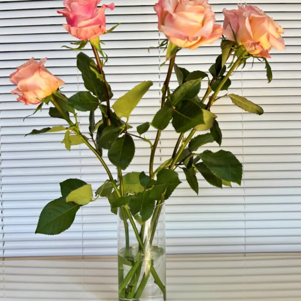 comrpar Rosas rosa frescas para decoración
