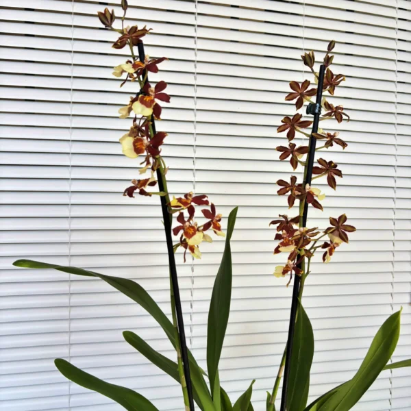 decora con Orquídea Cambria