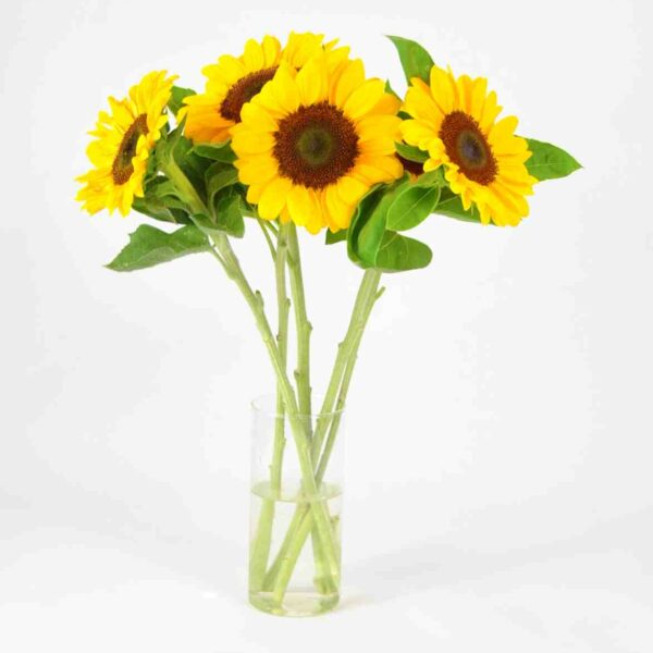 girasoles para decoración