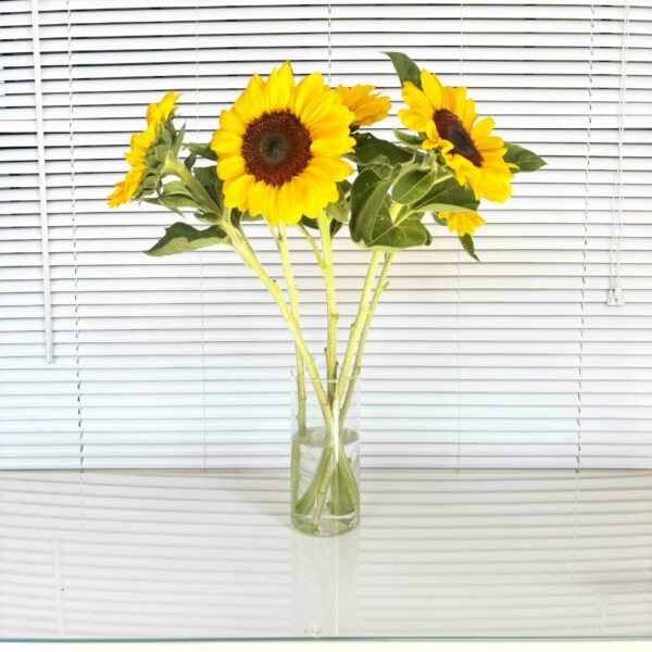 girasoles para decoración