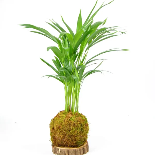 Kokedama de Areca - 50cm