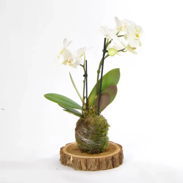 Kokedama Phalaenopsis Blanca