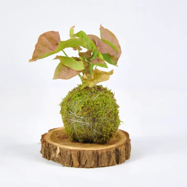 Kokedama de Syngonio Neon