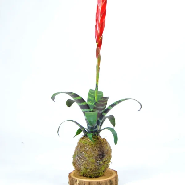 Kokedama Vriesea Era