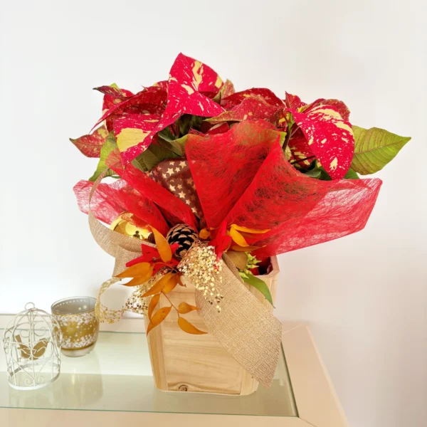 Comprar Poinsettia de Navidad online - poinsettia picasso natural