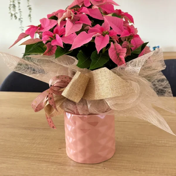 comprar Poinsettia rosa de Navidad