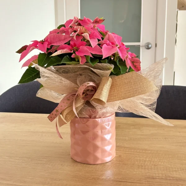 comprar Poinsettia rosa de Navidad