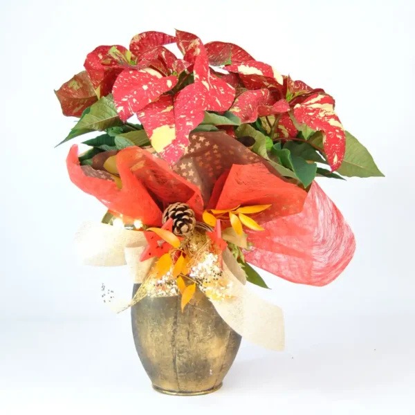 Comprar Poinsettia de Navidad online - poinettia picasso gold