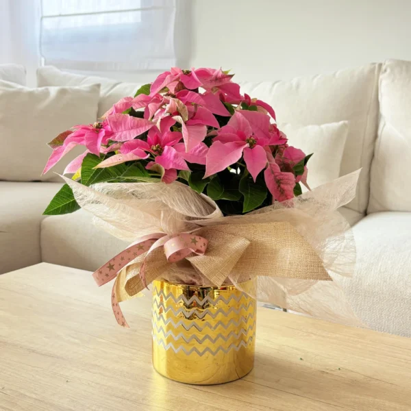 comprar Poinsettia rosa de Navidad