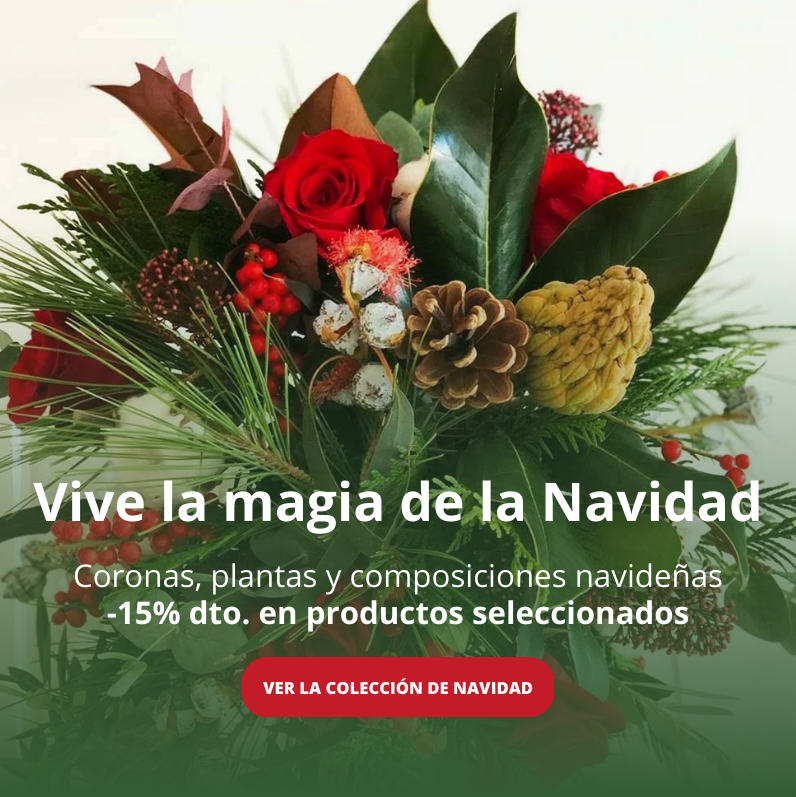 Enviar flores a domicilio - Flores y plantas de Naviad