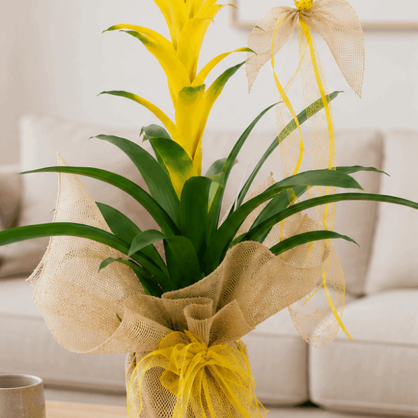 Regalar guzmania amarilla para decorar.