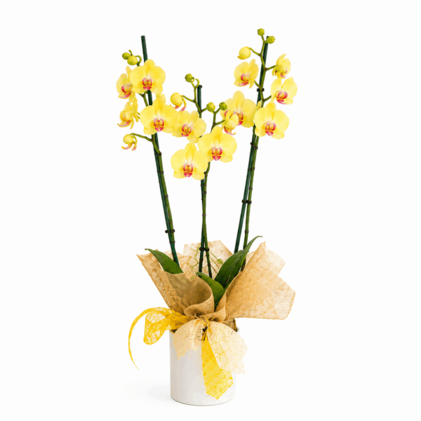 comprar orquídea amarilla online. Phalaenopsis amarillo para decorar.